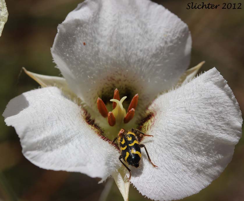 Howell's Mariposa: Calochortus howellii