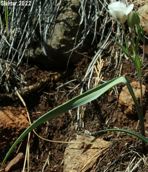 Cat's Ears, Pussy Ears, Tolmie's Cat's-ears, Tolmie's Mariposa, Tolmie's Mariposa-lily, Tolmie's Star-tulip, Oregon Mariposa Lily: Calochortus tolmiei (Synonyms: Calochortus maweanus, Calochortus purdyi)