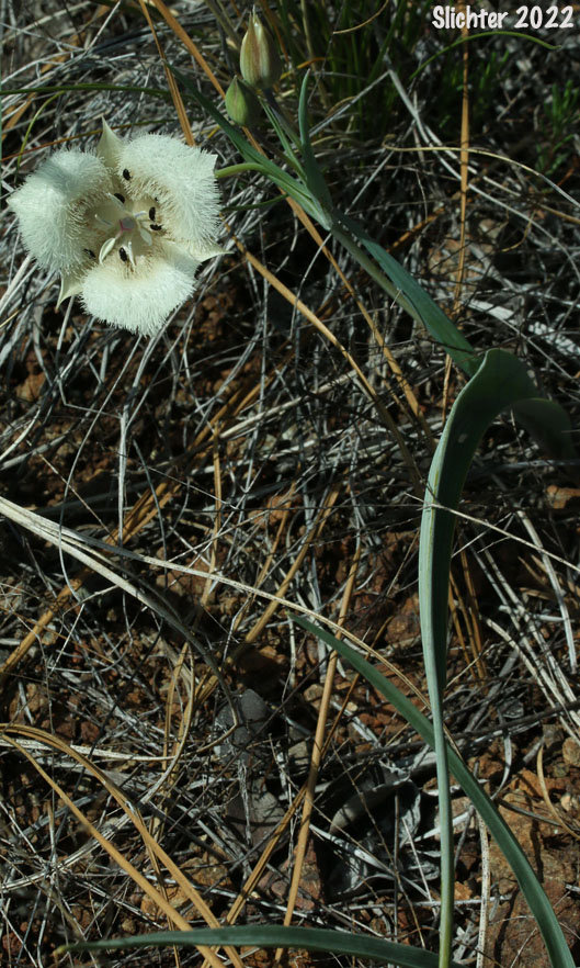 Cat's Ears, Pussy Ears, Tolmie's Cat's-ears, Tolmie's Mariposa, Tolmie's Mariposa-lily, Tolmie's Star-tulip, Oregon Mariposa Lily: Calochortus tolmiei (Synonyms: Calochortus maweanus, Calochortus purdyi)
