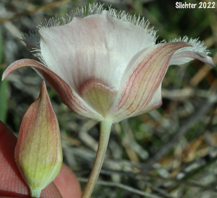 Cat's Ears, Pussy Ears, Tolmie's Cat's-ears, Tolmie's Mariposa, Tolmie's Mariposa-lily, Tolmie's Star-tulip, Oregon Mariposa Lily: Calochortus tolmiei (Synonyms: Calochortus maweanus, Calochortus purdyi)