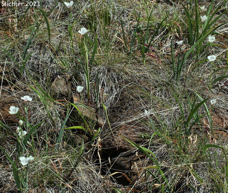 Cat's Ears, Pussy Ears, Tolmie's Cat's-ears, Tolmie's Mariposa, Tolmie's Mariposa-lily, Tolmie's Star-tulip, Oregon Mariposa Lily: Calochortus tolmiei (Synonyms: Calochortus maweanus, Calochortus purdyi)
