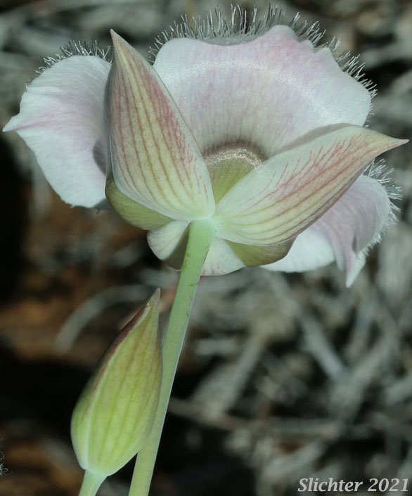 Cat's Ears, Pussy Ears, Tolmie's Cat's-ears, Tolmie's Mariposa, Tolmie's Mariposa-lily, Tolmie's Star-tulip, Oregon Mariposa Lily: Calochortus tolmiei (Synonyms: Calochortus maweanus, Calochortus purdyi)