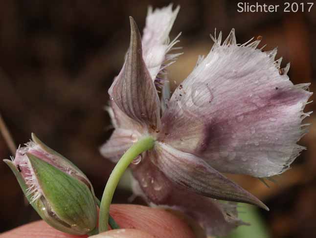 Cat's Ears, Pussy Ears, Tolmie's Cat's-ears, Tolmie's Mariposa, Tolmie's Mariposa-lily, Tolmie's Star-tulip, Oregon Mariposa Lily: Calochortus tolmiei (Synonyms: Calochortus maweanus, Calochortus purdyi)