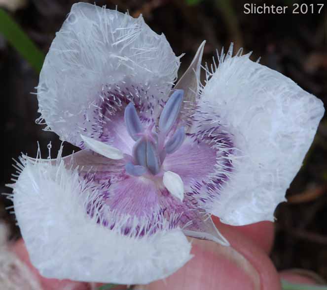 Cat's Ears, Pussy Ears, Tolmie's Cat's-ears, Tolmie's Mariposa, Tolmie's Mariposa-lily, Tolmie's Star-tulip, Oregon Mariposa Lily: Calochortus tolmiei (Synonyms: Calochortus maweanus, Calochortus purdyi)