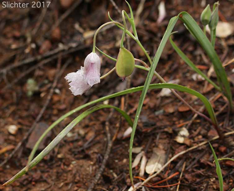 Cat's Ears, Pussy Ears, Tolmie's Cat's-ears, Tolmie's Mariposa, Tolmie's Mariposa-lily, Tolmie's Star-tulip, Oregon Mariposa Lily: Calochortus tolmiei (Synonyms: Calochortus maweanus, Calochortus purdyi)