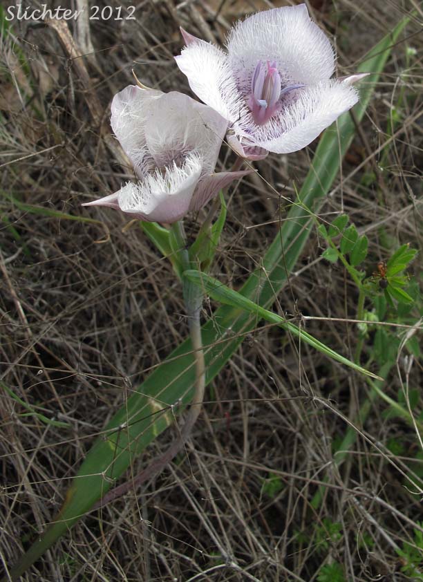 Cat's Ears, Pussy Ears, Tolmie's Cat's-ears, Tolmie's Mariposa, Tolmie's Mariposa-lily, Tolmie's Star-tulip, Oregon Mariposa Lily: Calochortus tolmiei (Synonyms: Calochortus maweanus, Calochortus purdyi)