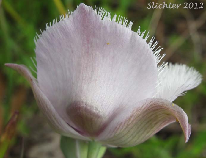 Cat's Ears, Pussy Ears, Tolmie's Cat's-ears, Tolmie's Mariposa, Tolmie's Mariposa-lily, Tolmie's Star-tulip, Oregon Mariposa Lily: Calochortus tolmiei (Synonyms: Calochortus maweanus, Calochortus purdyi)