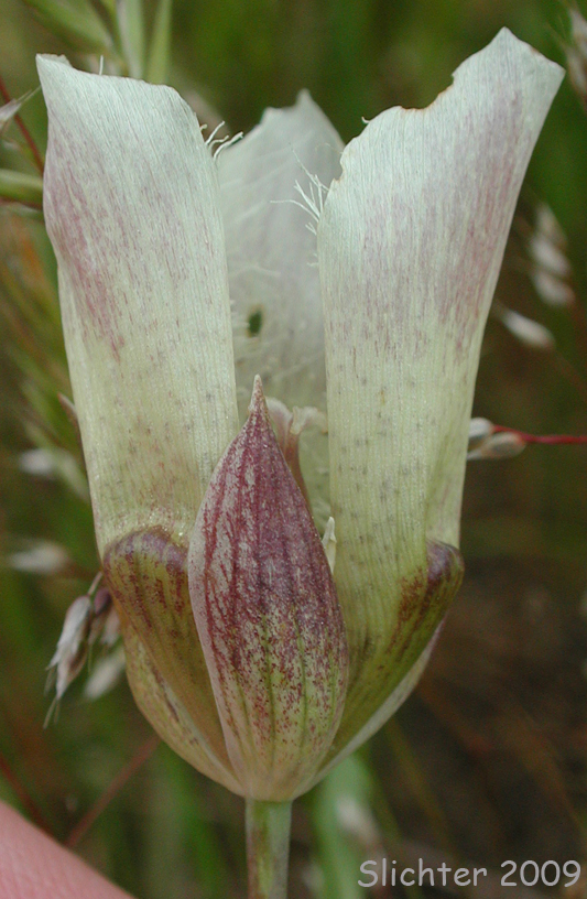 Flower of Cat's Ears, Pussy Ears, Tolmie's Cat's-ears, Tolmie's Mariposa, Tolmie's Mariposa-lily, Tolmie's Star-tulip, Oregon Mariposa Lily: Calochortus tolmiei (Synonyms: Calochortus maweanus, Calochortus purdyi)