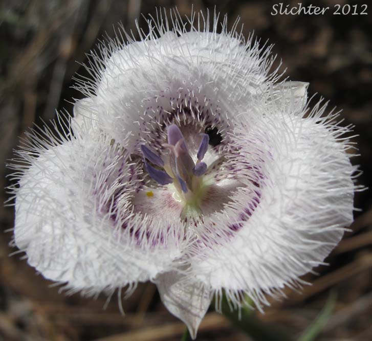 Cat's Ears, Pussy Ears, Tolmie's Cat's-ears, Tolmie's Mariposa, Tolmie's Mariposa-lily, Tolmie's Star-tulip, Oregon Mariposa Lily: Calochortus tolmiei (Synonyms: Calochortus maweanus, Calochortus purdyi)