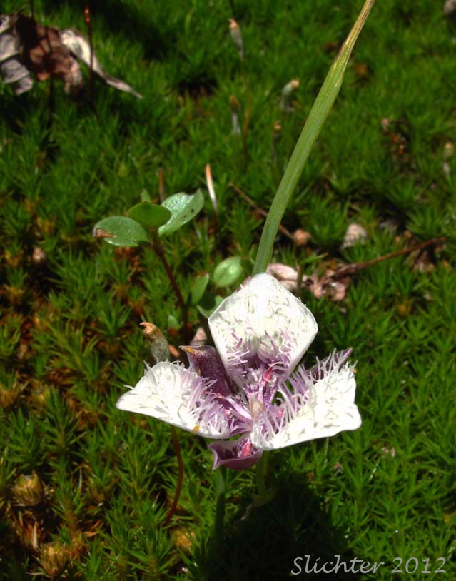 Cat's Ears, Pussy Ears, Tolmie's Cat's-ears, Tolmie's Mariposa, Tolmie's Mariposa-lily, Tolmie's Star-tulip, Oregon Mariposa Lily: Calochortus tolmiei (Synonyms: Calochortus maweanus, Calochortus purdyi)