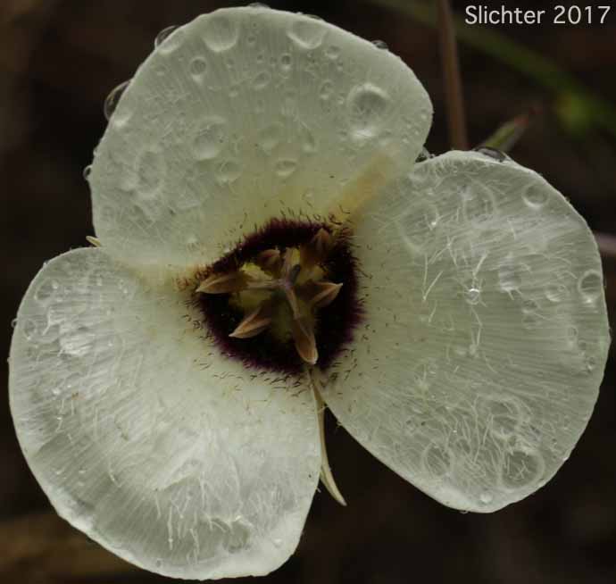 Umpqua Mariposa, Umpqua Mariposa Lily: Calochortus umpquaensis