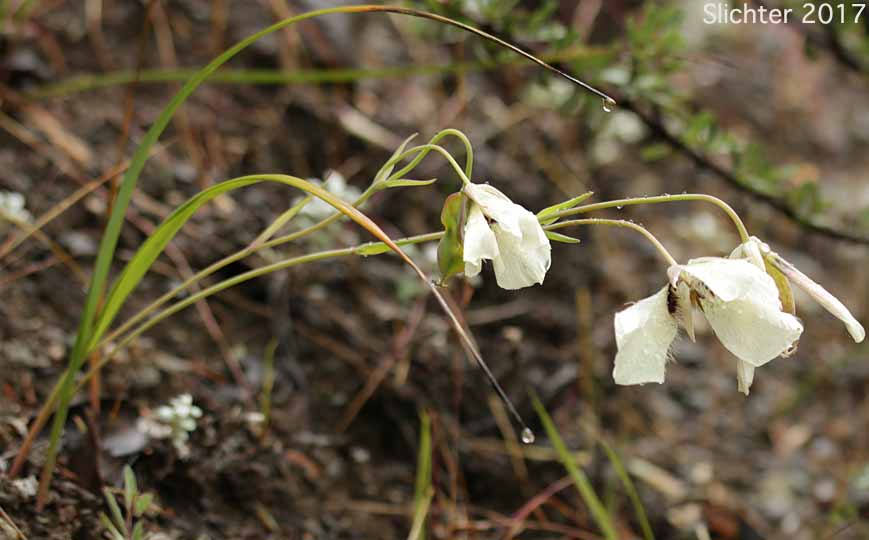 Umpqua Mariposa, Umpqua Mariposa Lily: Calochortus umpquaensis