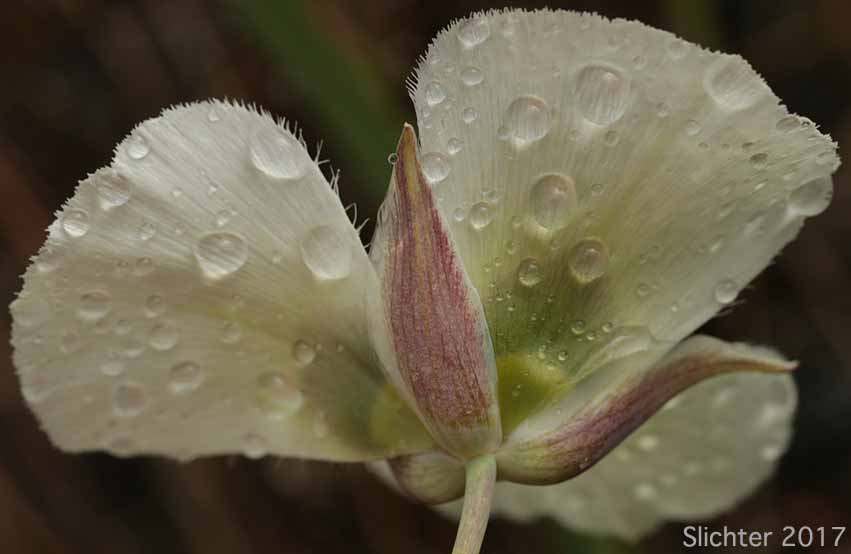 Umpqua Mariposa, Umpqua Mariposa Lily: Calochortus umpquaensis