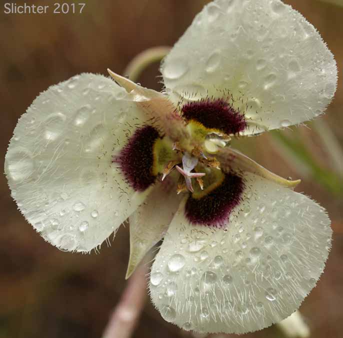 Umpqua Mariposa, Umpqua Mariposa Lily: Calochortus umpquaensis