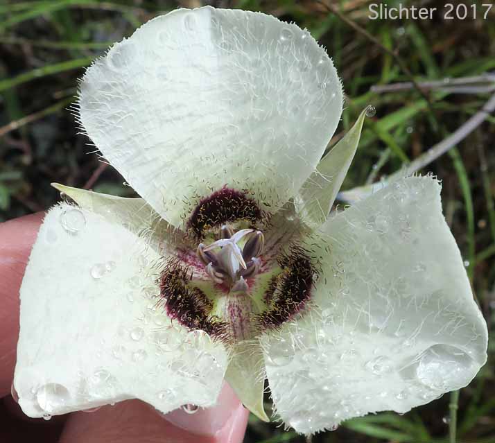 Umpqua Mariposa, Umpqua Mariposa Lily: Calochortus umpquaensis