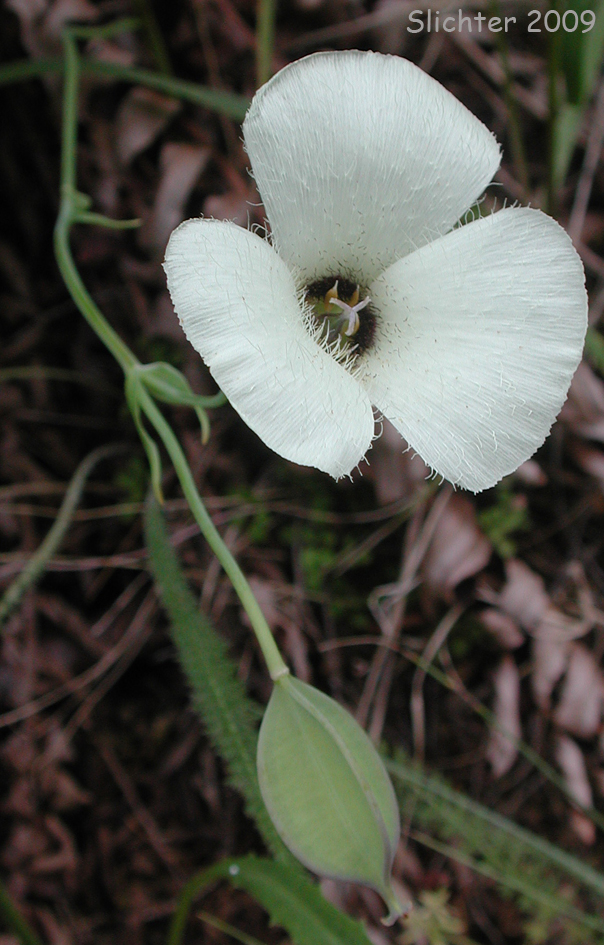 Umpqua Mariposa, Umpqua Mariposa Lily: Calochortus umpquaensis