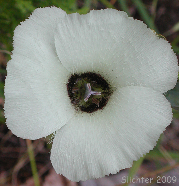 Umpqua Mariposa, Umpqua Mariposa Lily: Calochortus umpquaensis