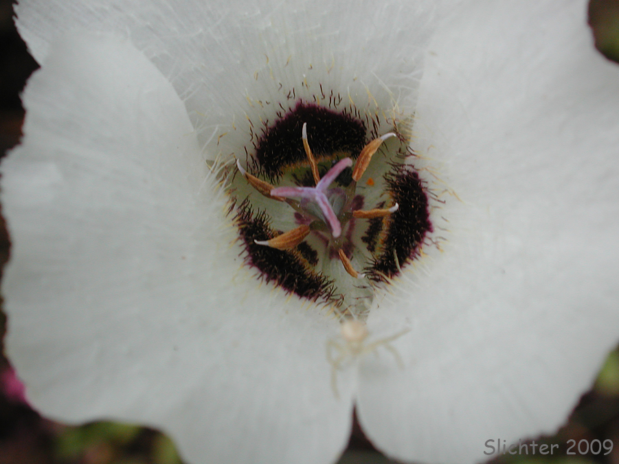 Umpqua Mariposa, Umpqua Mariposa Lily: Calochortus umpquaensis