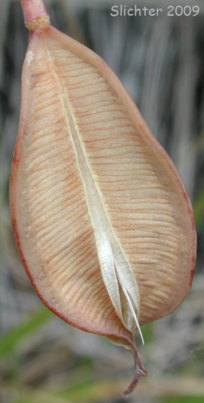 Umpqua Mariposa Lily: Calochortus umpquaensis