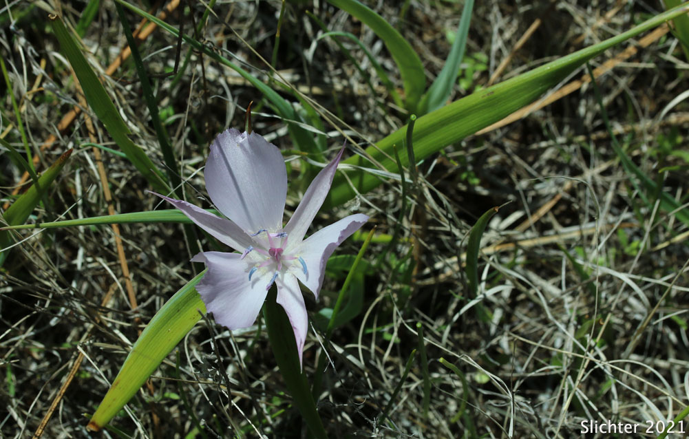 Large-flowered Star-tulip, Monterey Mariposa Lily, Pink Star-tulip, Shortstem Mariposa: Calochortus uniflorus