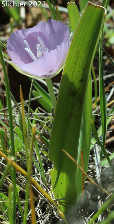 Large-flowered Star-tulip, Monterey Mariposa Lily, Pink Star-tulip, Shortstem Mariposa: Calochortus uniflorus