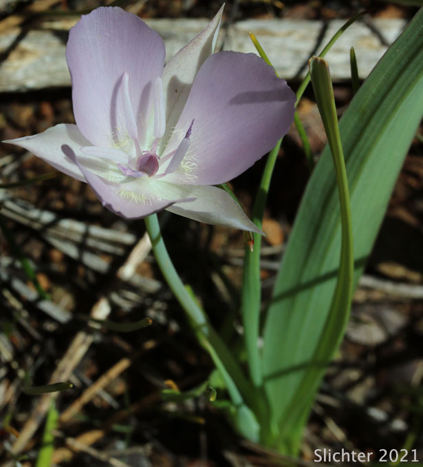 Large-flowered Star-tulip, Monterey Mariposa Lily, Pink Star-tulip, Shortstem Mariposa: Calochortus uniflorus