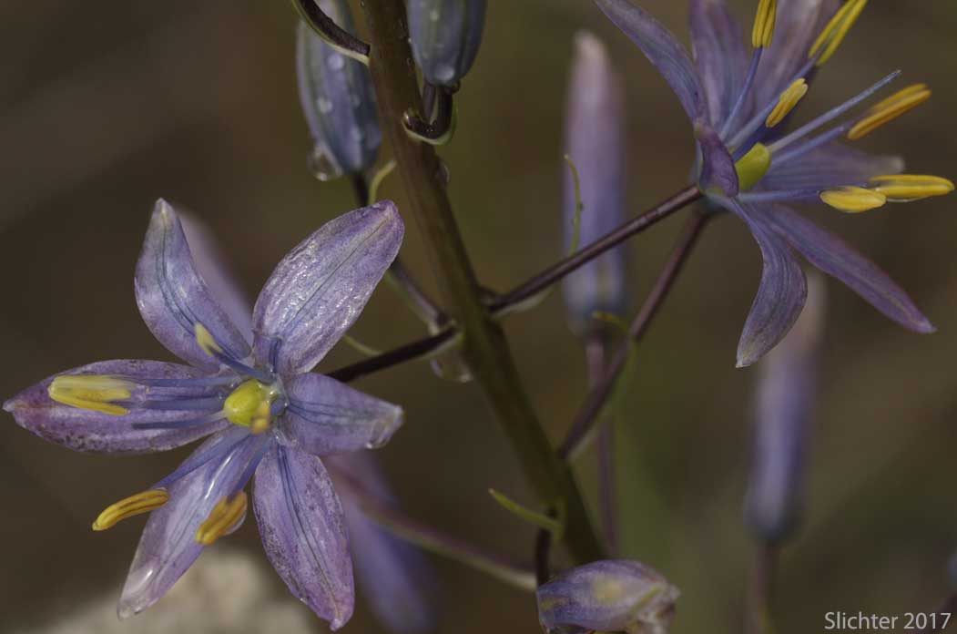 Flowers of Howell's Camas: Camassia howellii