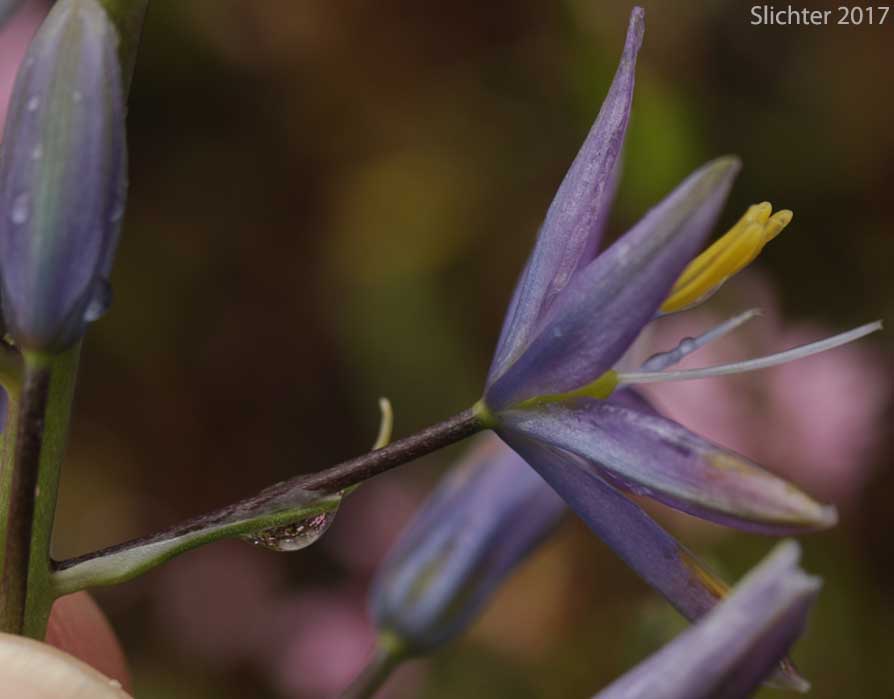 Flower of Howell's Camas: Camassia howellii