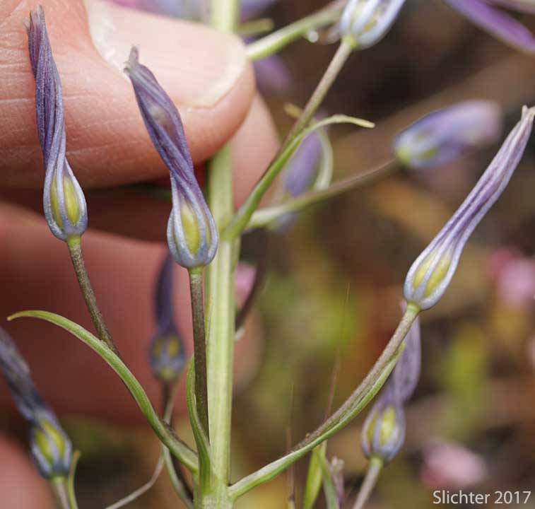 Developing fruits of Howell's Camas: Camassia howellii