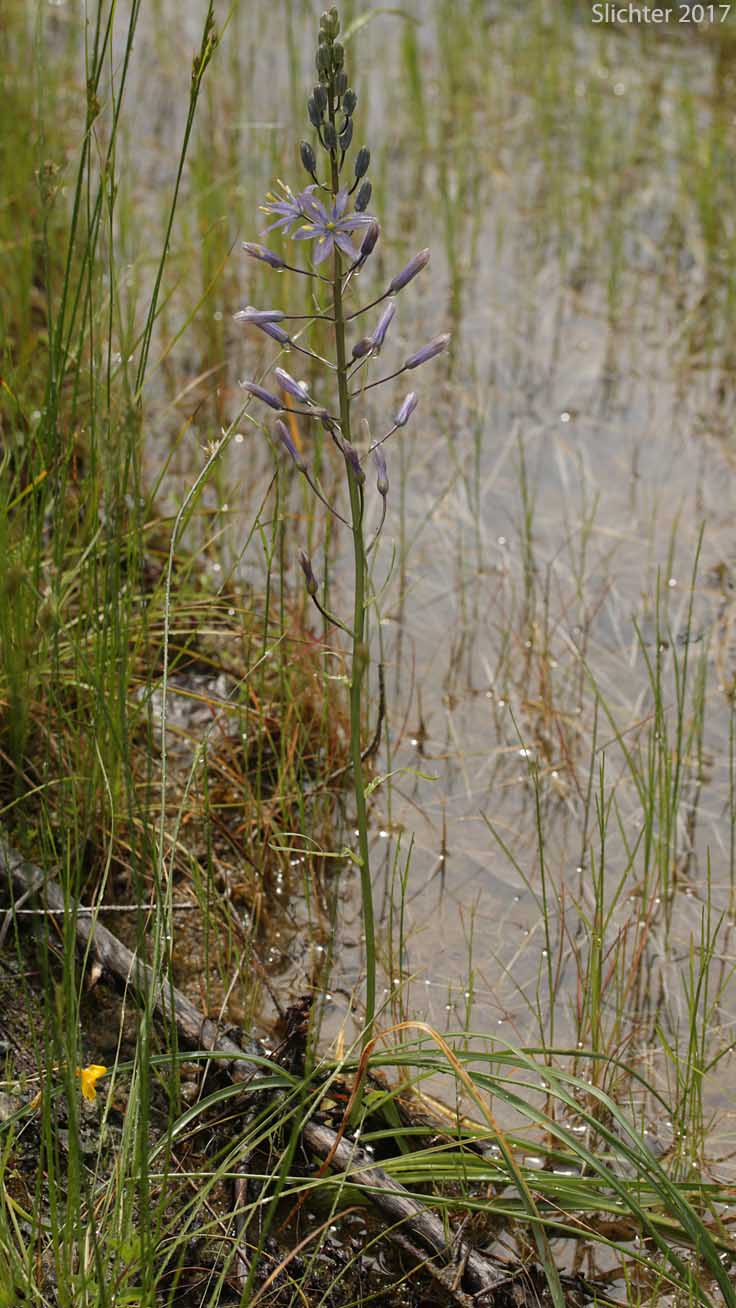 Habitat of Howell's Camas: Camassia howellii