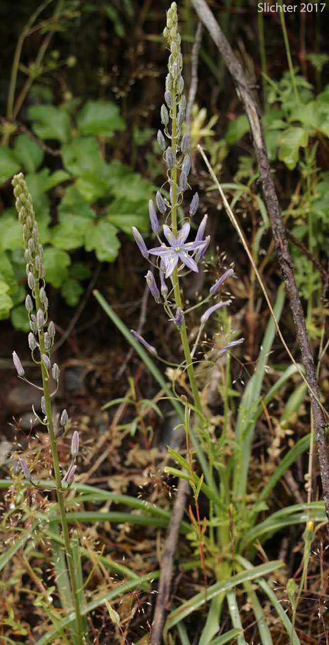 Habitat of Howell's Camas: Camassia howellii