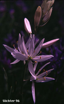 Large Camas: Camassia leichtlinii ssp. suksdorfii