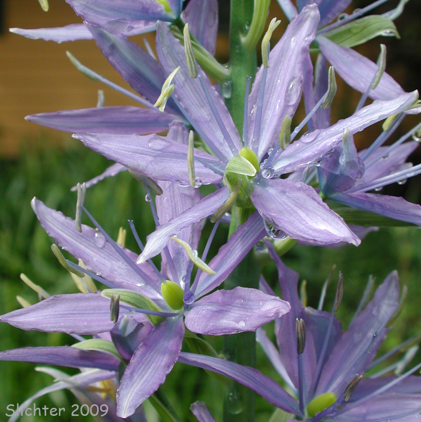 Large Camas, Suksdorf's Large Camas: Camassia leichtlinii ssp. suksdorfii