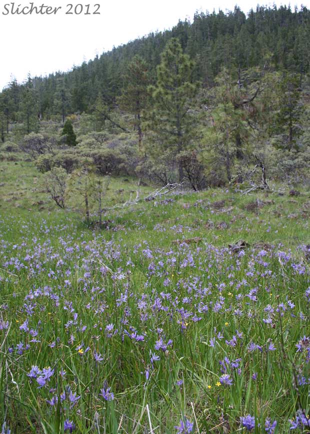 Habitat of Large Camas, Suksdorf's Large Camas, Leichtlin's Camas: Camassia leichtlinii ssp. suksdorfii (Synonym: Camassia leichlinii var. suksdorfii)