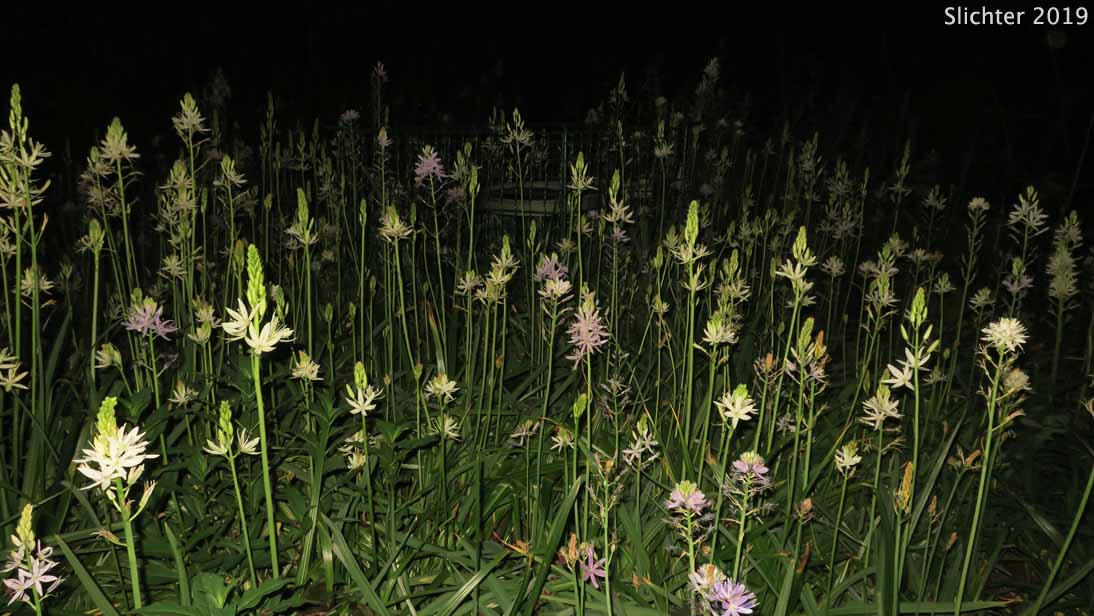 Large Camas, Suksdorf's Large Camas, Leichtlin's Camas: Camassia leichtlinii ssp. suksdorfii (Synonym: Camassia leichlinii var. suksdorfii)