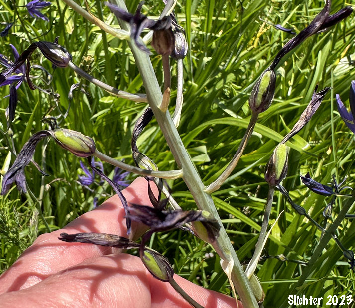 Maturing fruits of Large Camas, Suksdorf's Large Camas, Leichtlin's Camas: Camassia leichtlinii ssp. suksdorfii (Synonym: Camassia leichlinii var. suksdorfii)