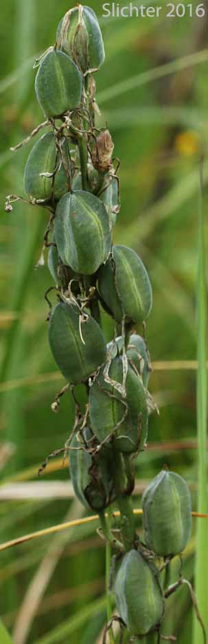 Fruits of Large Camas, Suksdorf's Large Camas, Leichtlin's Camas: Camassia leichtlinii ssp. suksdorfii (Synonym: Camassia leichlinii var. suksdorfii)