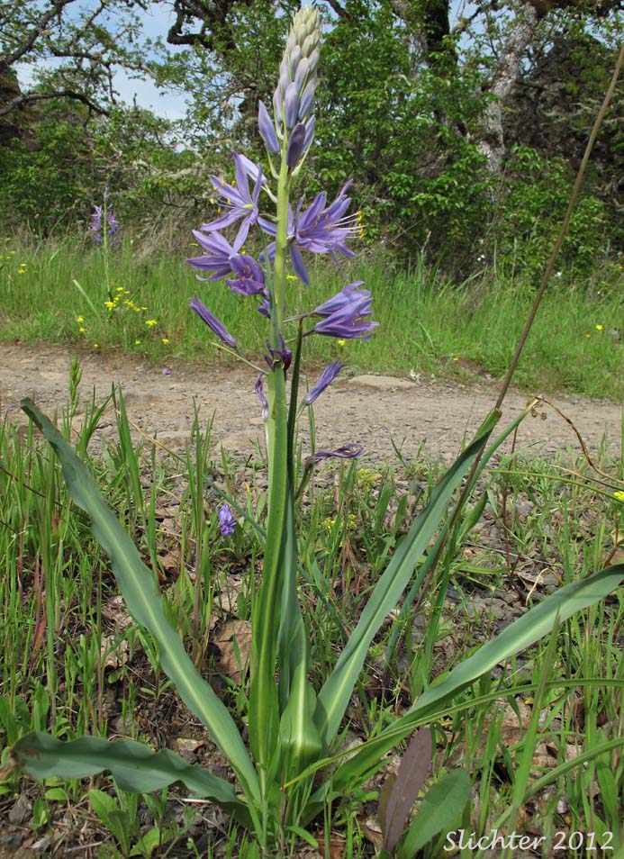 Large Camas, Suksdorf's Large Camas, Leichtlin's Camas: Camassia leichtlinii ssp. suksdorfii (Synonym: Camassia leichlinii var. suksdorfii)