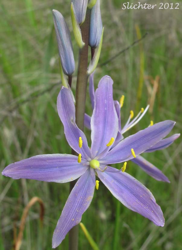 Large Camas, Suksdorf's Large Camas, Leichtlin's Camas: Camassia leichtlinii ssp. suksdorfii (Synonym: Camassia leichlinii var. suksdorfii)