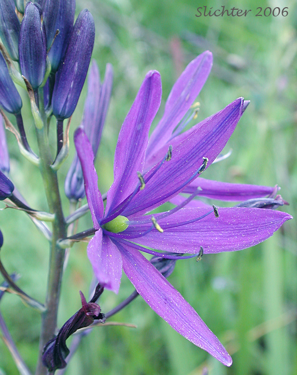 Large Camas, Suksdorf's Large Camas: Camassia leichtlinii ssp. suksdorfii