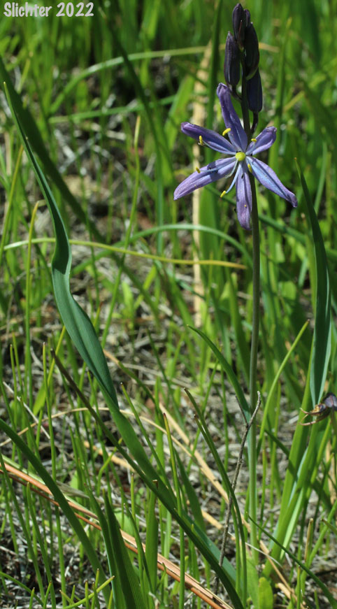 Common Camas, Small Camas: Camassia quamash ssp. breviflora (Synonym: Camassia quamash var. breviflora)