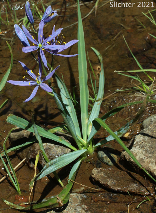 Common Camas, Small Camas: Camassia quamash ssp. breviflora (Synonym: Camassia quamash var. breviflora)