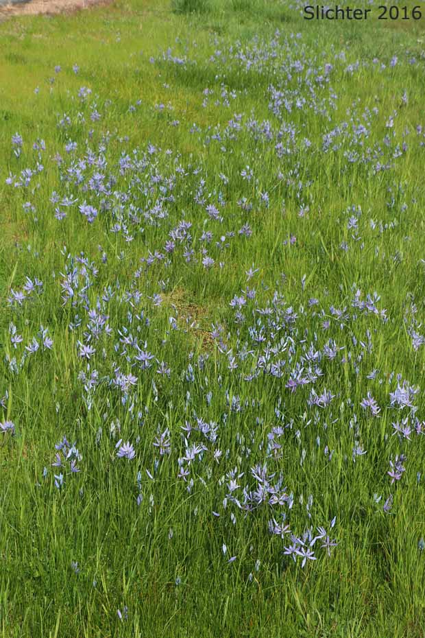 Habitat of Common Camas, Small Camas: Camassia quamash ssp. maxima (Synonym: Camassia quamash var. maxima)