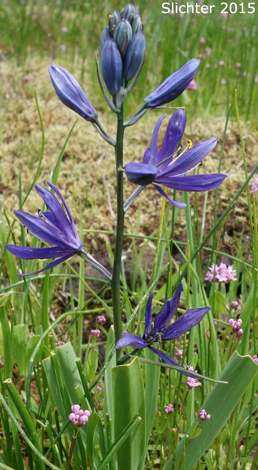 Common Camas, Small Camas: Camassia quamash ssp. maxima (Synonym: Camassia quamash var. maxima)