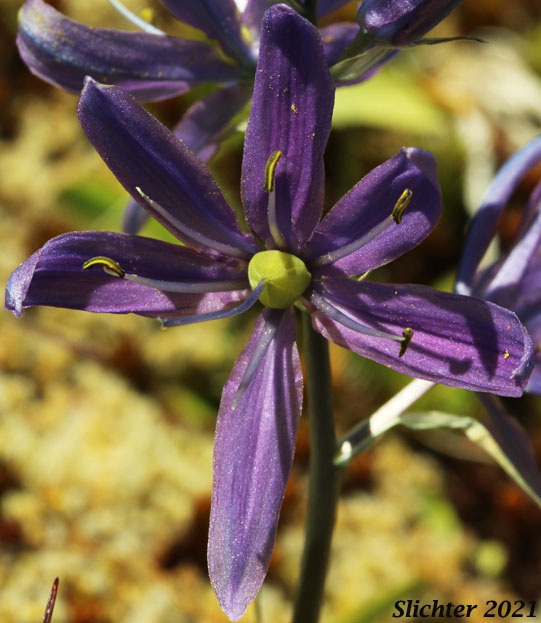 Common Camas, Small Camas: Camassia quamash ssp. maxima (Synonym: Camassia quamash var. maxima)