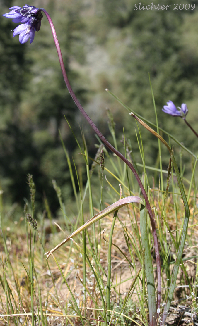 Bluedicks: Dipterostemon capitatus ssp. capitatus (Synonym: Brodiaea capitata, Brodiaea pulchella, Dichelostemma capitatum ssp. capitatum, Dichelostemma pulchellum) atop Upper Table Rock to the north of Medford, OR