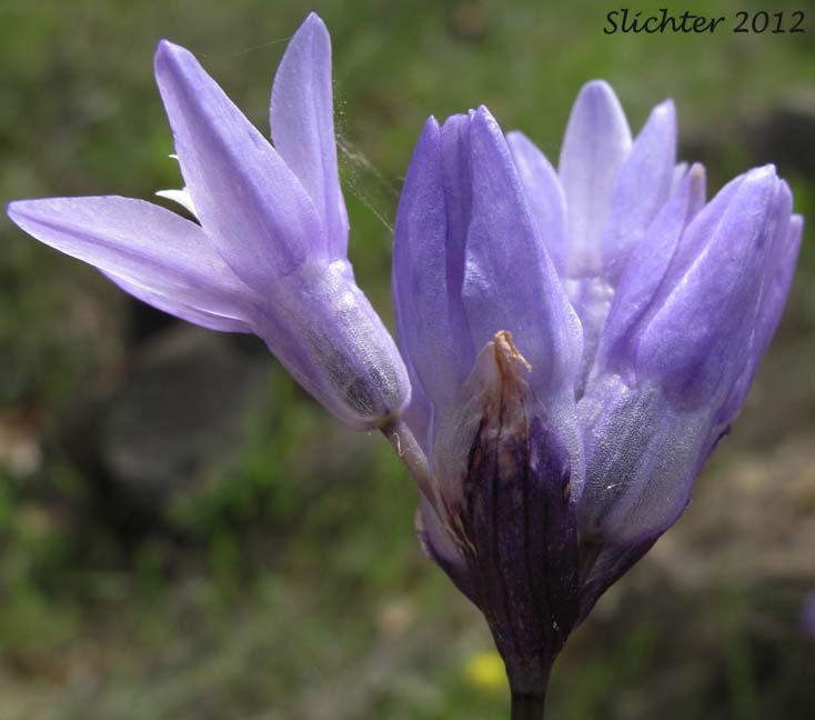 Bluedicks: Dipterostemon capitatus ssp. capitatus (Synonym: Brodiaea capitata, Brodiaea pulchella, Dichelostemma capitatum ssp. capitatum, Dichelostemma pulchellum)