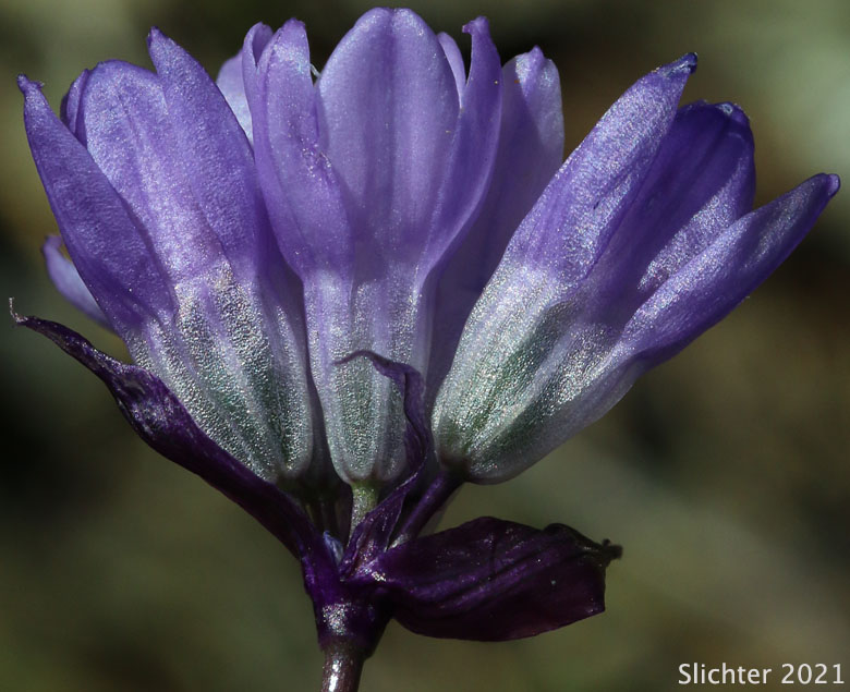 Bluedicks: Dipterostemon capitatus ssp. capitatus (Synonym: Brodiaea capitata, Brodiaea pulchella, Dichelostemma capitatum ssp. capitatum, Dichelostemma pulchellum)