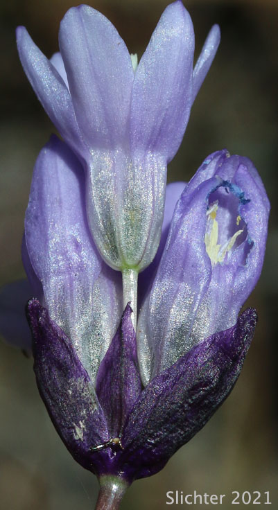 Bluedicks: Dipterostemon capitatus ssp. capitatus (Synonym: Brodiaea capitata, Brodiaea pulchella, Dichelostemma capitatum ssp. capitatum, Dichelostemma pulchellum)