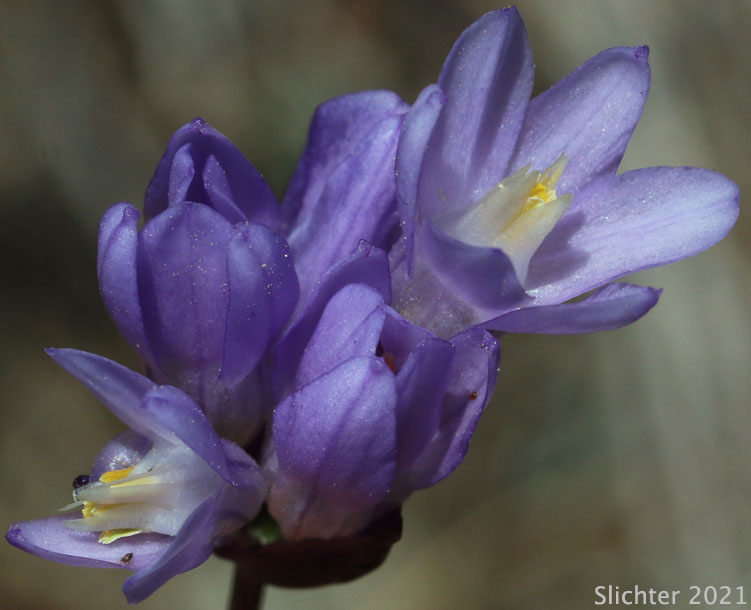 Bluedicks: Dipterostemon capitatus ssp. capitatus (Synonym: Brodiaea capitata, Brodiaea pulchella, Dichelostemma capitatum ssp. capitatum, Dichelostemma pulchellum)